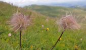 Trail Walking Albepierre-Bredons - Le Plomb du Cantal - Photo 16