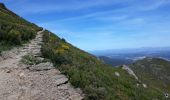 Tocht Stappen Collioure - Tour de Madaloc - Photo 3