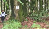 Excursión Senderismo Paliseul - Boucle bois Neuvi, la grotte de Nollevaux, La Plaide - Photo 3