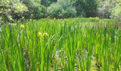 Tour Wandern Fontainebleau - De la mare aux fées à Bourron-Marlotte - Photo 5