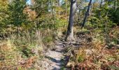 Tocht Stappen Fontainebleau - Sentier Denecourt 3 - Photo 4