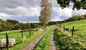 Trail Walking Lierneux - Promenade vers la réserve naturelle de Colanhan (8km)  - Photo 19