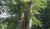 Tour Zu Fuß Karlsbrunn - [Č] Malá Morávka - Karlova Studánka - Photo 1