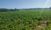 Tocht Stappen Lennik - Gaasbeek - Photo 3