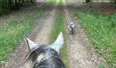 Trail Horseback riding Habay - Forêt de Rulles - Photo 15