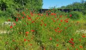 Tour Wandern L'Isle-Adam - Rhododindron Patrick - Photo 1