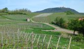 Tour Wandern Sankt Pilt - St-Hippolyte - Rorschwihr - Grasberg - Bergheim - Reichenberg - Rodern - Photo 11