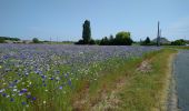 Tour Wandern Saint-Laurent-de-Lin - Saint-Laurent-de-Lin - GRP Castelvalérie Lublé - 13.3km 70m 3h00 (35mn) - 2023 05 27 - Photo 6