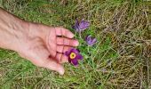 Trail Walking Chanac - Rando..Chanac..Causses de Sauveterre..16/05/2024 - Photo 17