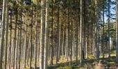 Tocht Stappen Wellin - Randonnée Wellin, forêt St.Hubert  - Photo 3