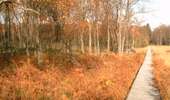 Trail Walking Tenneville - Mochamps - Promenade de Mochamps (07) - Photo 2