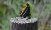 Trail Walking Le Cannet-des-Maures - Boucle autour du Lac des Escarcets - Photo 1