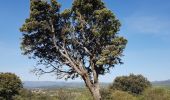 Randonnée Marche Le Bosc - Salelles Mougères Les Combes - Photo 16