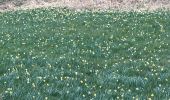 Percorso A piedi Büllingen - Balade des Jonquilles Krinkelt 12 Km - Photo 1