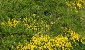 Tour Wandern Le Valtin - Route des Roches. Schlucht-Hohneck - Photo 17