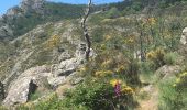 Trail Walking Rosis - Le sommet du Plo des Brus dans l'Espinouse - Photo 12