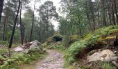 Excursión Senderismo Arbonne-la-Forêt - Forêt de Fontainebleau Tour de la Vierge et Le Hurlevent - Photo 14