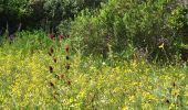 Percorso Marcia Roquebrune-sur-Argens - Les Vallons de la Gaillarde et les ruines de Roqueyrol - Photo 10