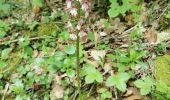 Randonnée Marche Saou - Forêt de Saou  - Photo 9