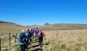 Randonnée Marche Perpezat - quelques volcans - Photo 7