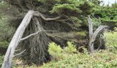 Tour Wandern Notre-Dame-de-Monts - Notre-Dame-de-Monts-Découverte forêt et dunes - Photo 4