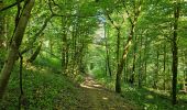Randonnée Marche Cerfontaine - Balade autour de Cerfontaine - Photo 11