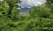 Trail Walking Willer-sur-Thur - Willer sur Thur - Photo 1