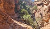 Tocht Stappen Unknown - 2024 Canyonlands The Needles - Photo 14