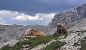 Randonnée Marche Marèo - Enneberg - Marebbe - DOLOMITES 04 - Rifugio Vallandro 2040 m - Photo 19