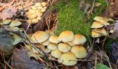 Trail Walking Eckartswiller - Saint-Michel & Daubenschlag - Photo 20