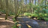 Tour Wandern Hohenfels - Balade à Houffalize - Photo 7