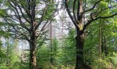 Randonnée Marche Sprimont - dans les bois au nord de Banneux - Photo 10