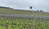 Trail Walking Les Riceys - Ricey bois, cadoles et vignes 13 km - Photo 8