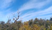 Tour Wandern Ille-sur-Têt - puig pedros  - Photo 20