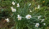 Tour Wandern Clères - 20230406-Cleres les  jonquilles  - Photo 5