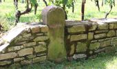 Tour Zu Fuß Geisenheim - Geisenheimer Rundweg J - Photo 6