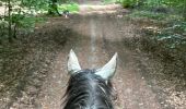 Trail Horseback riding Habay - Forêt de Rulles - Photo 12