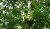 Tour Wandern Lacombe - En forêt de la Loubatière - Photo 13