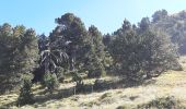 Trail Walking Urdos - Plateau de la gentiane - Photo 3