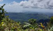 Tocht Stappen Le Lorrain - Carabin - Morne Jacob N2 - Photo 19