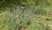 Tocht Stappen Andon - Les  Lys Pomponne de la montagne de Thiey - Photo 18