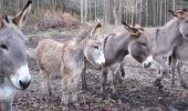 Randonnée Marche Le Broc - Mouton d'Anou par le Broc - Photo 4