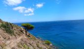 Tour Wandern Port-Vendres - les Paulilles - Cap Bear via le sentier du littoral  / retour via collines et vignes  - Photo 18