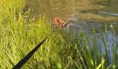 Tour Wandern Confolens - Confolens - Photo 2