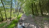 Trail Horseback riding Bastogne - Luxembourg  - Photo 6