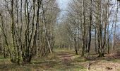 Trail Walking Chimay - Fagnes de Chimay 2024-03-23 - Photo 1