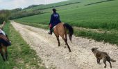 Trail Horseback riding Frémonville - Fremonville tiboy Vispa Isabelle  - Photo 2