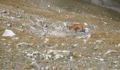 Tocht Stappen Saint-Pierre-dels-Forcats - cambre d'aze ull de terr - Photo 4