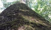 Tocht Stappen Belforêt-en-Perche - le chêne de l'école - Photo 4