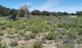 Tour Wandern Gonfaron - Plateau du Treps - Photo 5